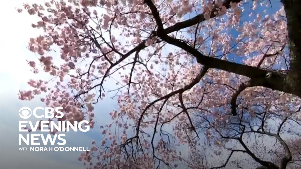 Cherry blossoms mark the beginning of spring