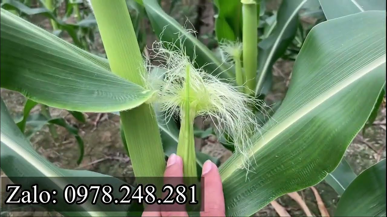 HƯỚNG DẪN KỸ THUẬT TRỒNG BẮP NGÔ NGỌT | GIAI ĐOẠN 45-50 NGÀY