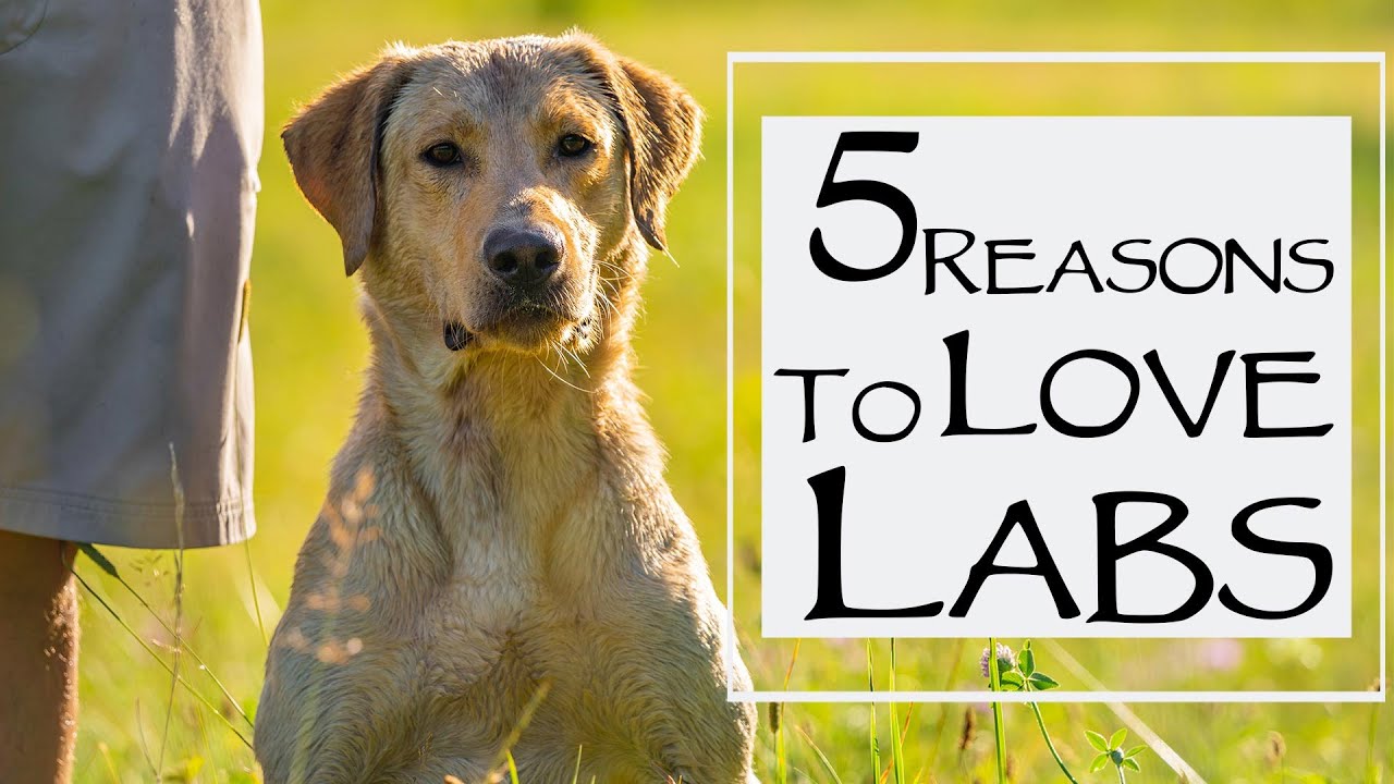 5 Reasons To Love Labrador Retrievers - Featuring Lone Duck