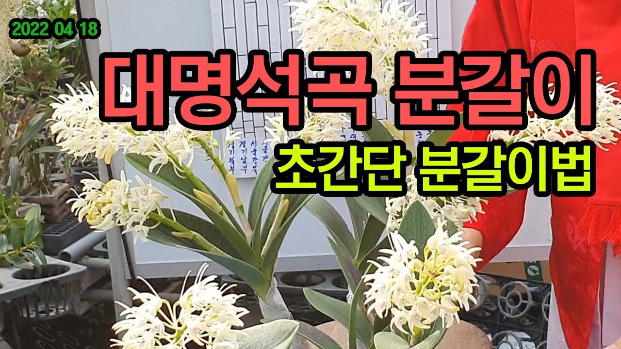 대명석곡 분갈이방법 6하원칙 어떻게 하나요