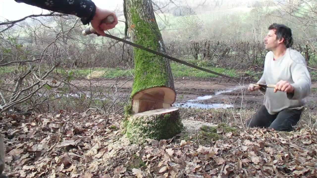 abattage d'un chêne 06-03-2021