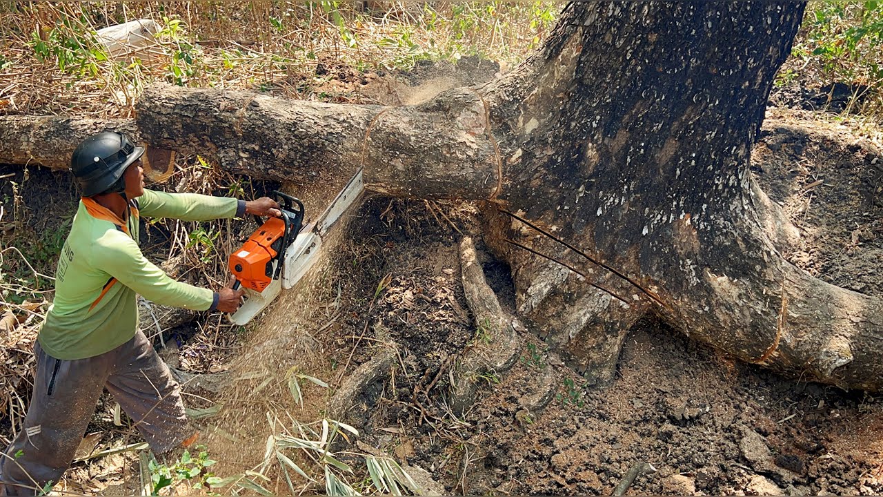 The second tree most dangerous‼️ Cut 2 trembesi trees in a bamboo grove.