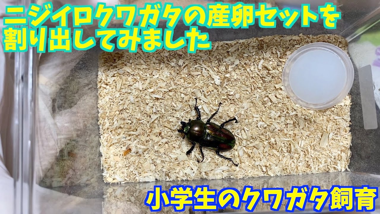 【ニジイロクワガタ】小学生ブリーダーがニジイロクワガタの産卵セットを割り出してみました