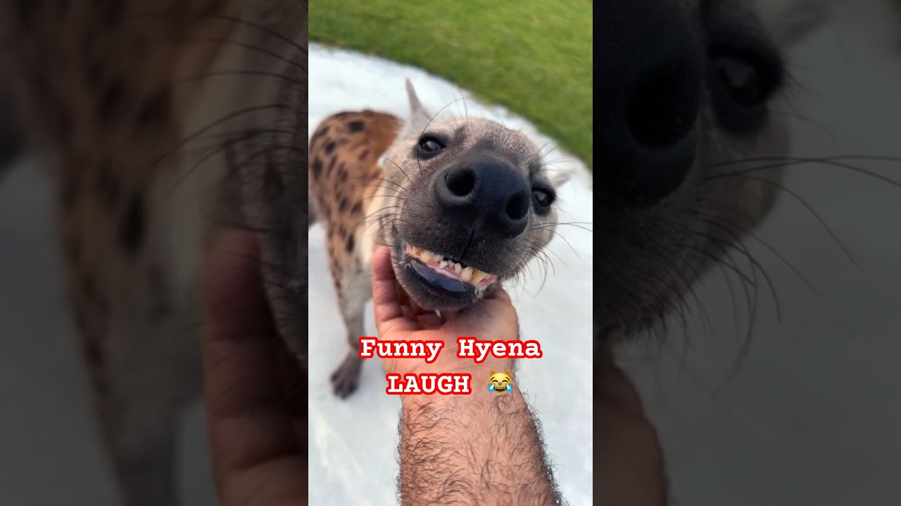 Funny Hyena Laugh 😹 Why do Hyena&rsquo;s Laugh 😂 #hyena #animals #shorts