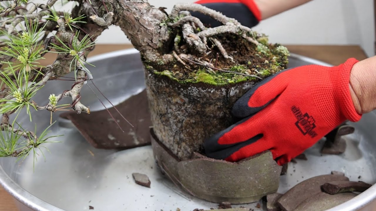Replanting to check the condition of roots and soil　五葉松