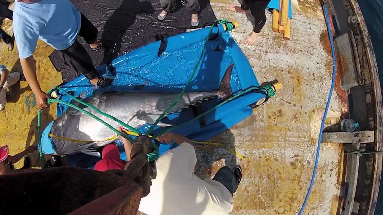 Atlantic Bluefin Tuna: Sustainability at Risk | WWF