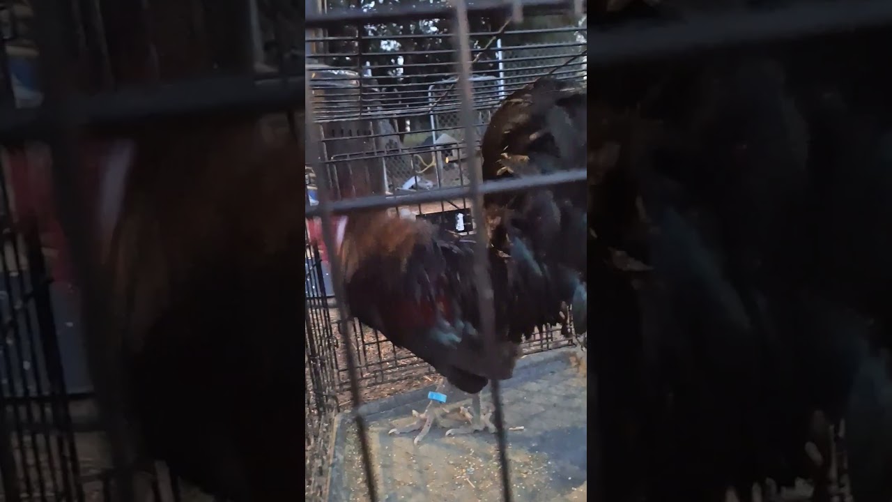 Gaucho The Rowdy Rooster