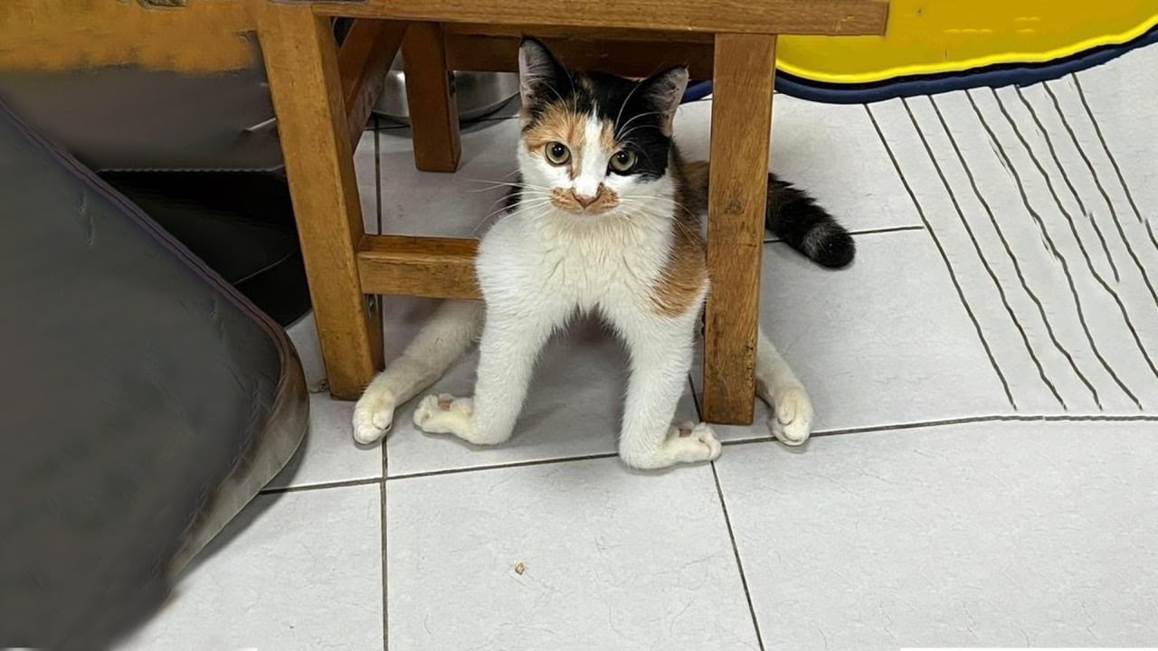 The Goofiest Cat On Earth 😂 Funny Cat Video Part 32