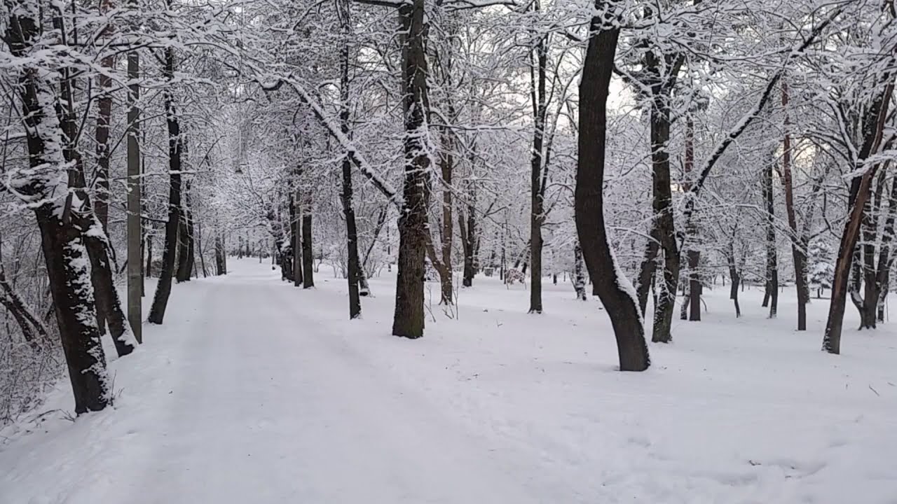 Winter Forest and Gentle Singing of Forest Birds