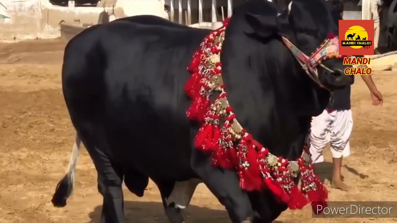 Most Beautiful Bulls 2021 || MANDI CHALO PK