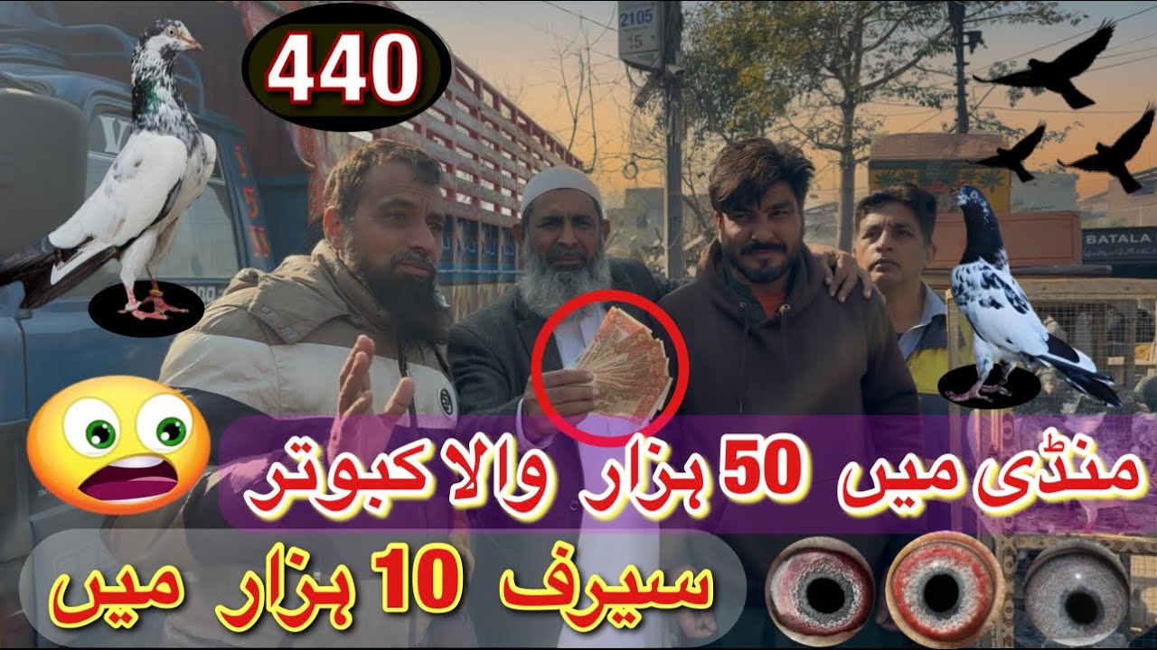 440) Lahore lari ada kabootar mandi || کبوتر منڈی || #amjadaliofficial