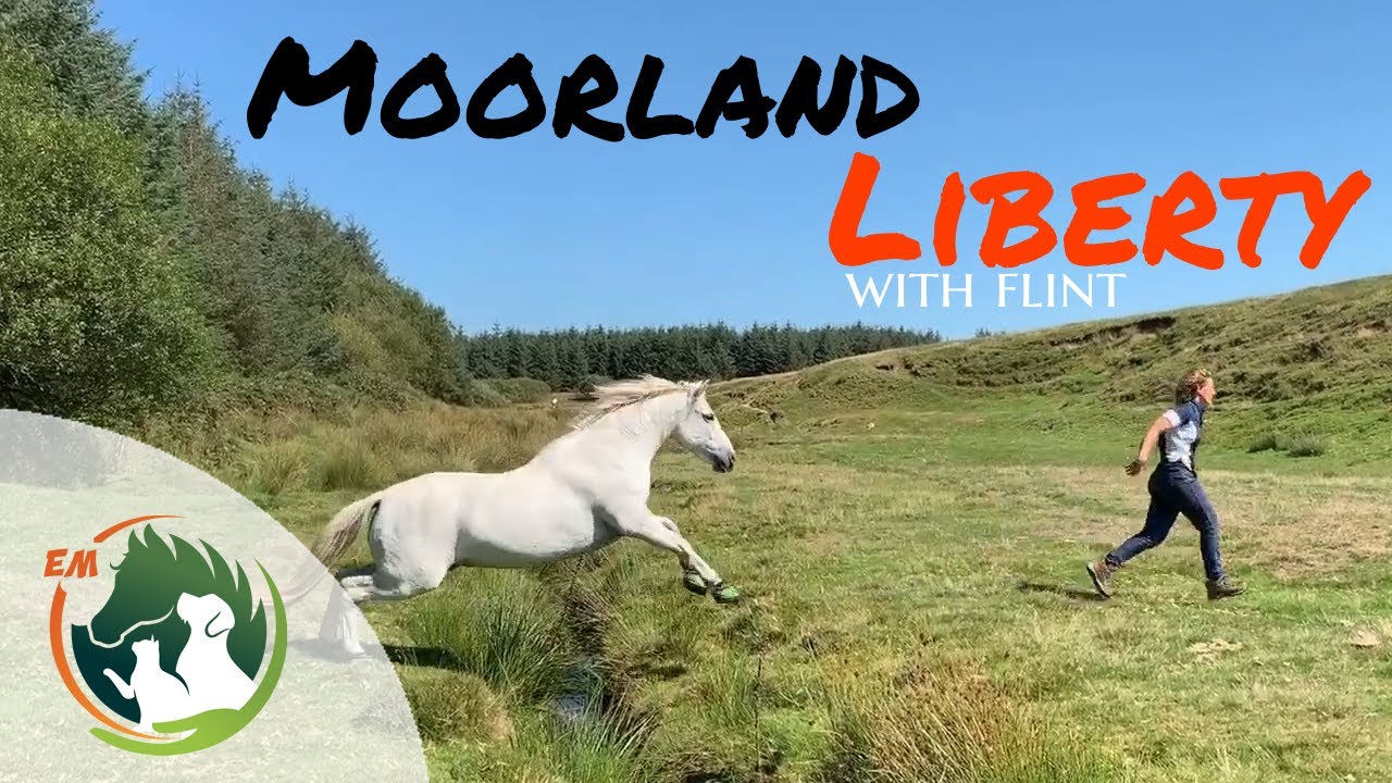 Moorland fun with Flint | Bodmin Moor | Liberty |Just One Pony!
