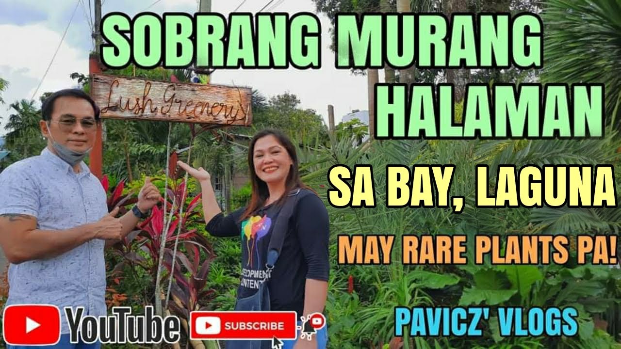 Plant Hunting ng Sobrang Murang Halaman sa Bay, Laguna (May rare plants pa) | Pavicz Vlog