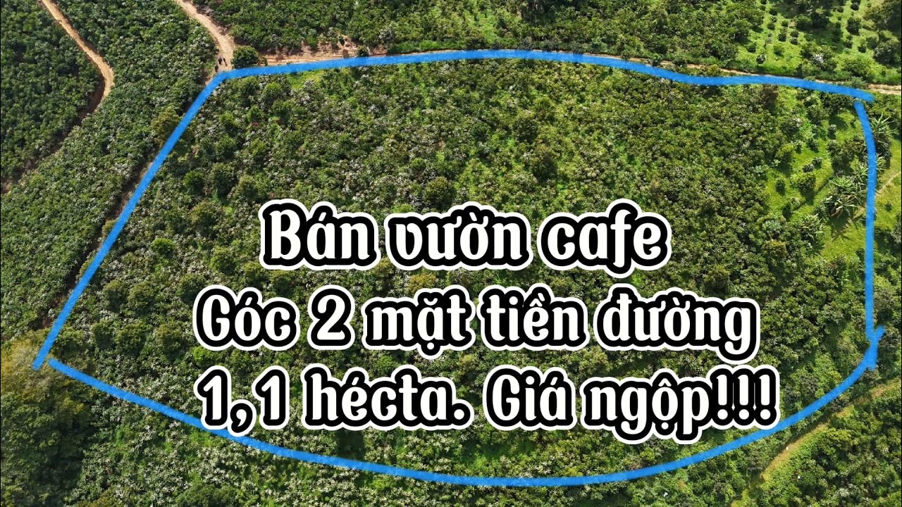 Bán vườn cafe ngay Phường B'lao Bảo Lộc|| Gần 300m mặt tiền đường hiển thị trên sổ|| View thoáng đẹp