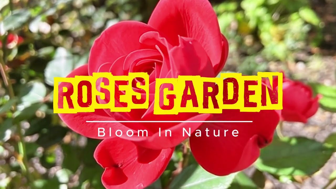1 Hour Roses That melt away your stress 🌹 Sunlight, Rain, Morning Dew | Peaceful Garden Relaxation