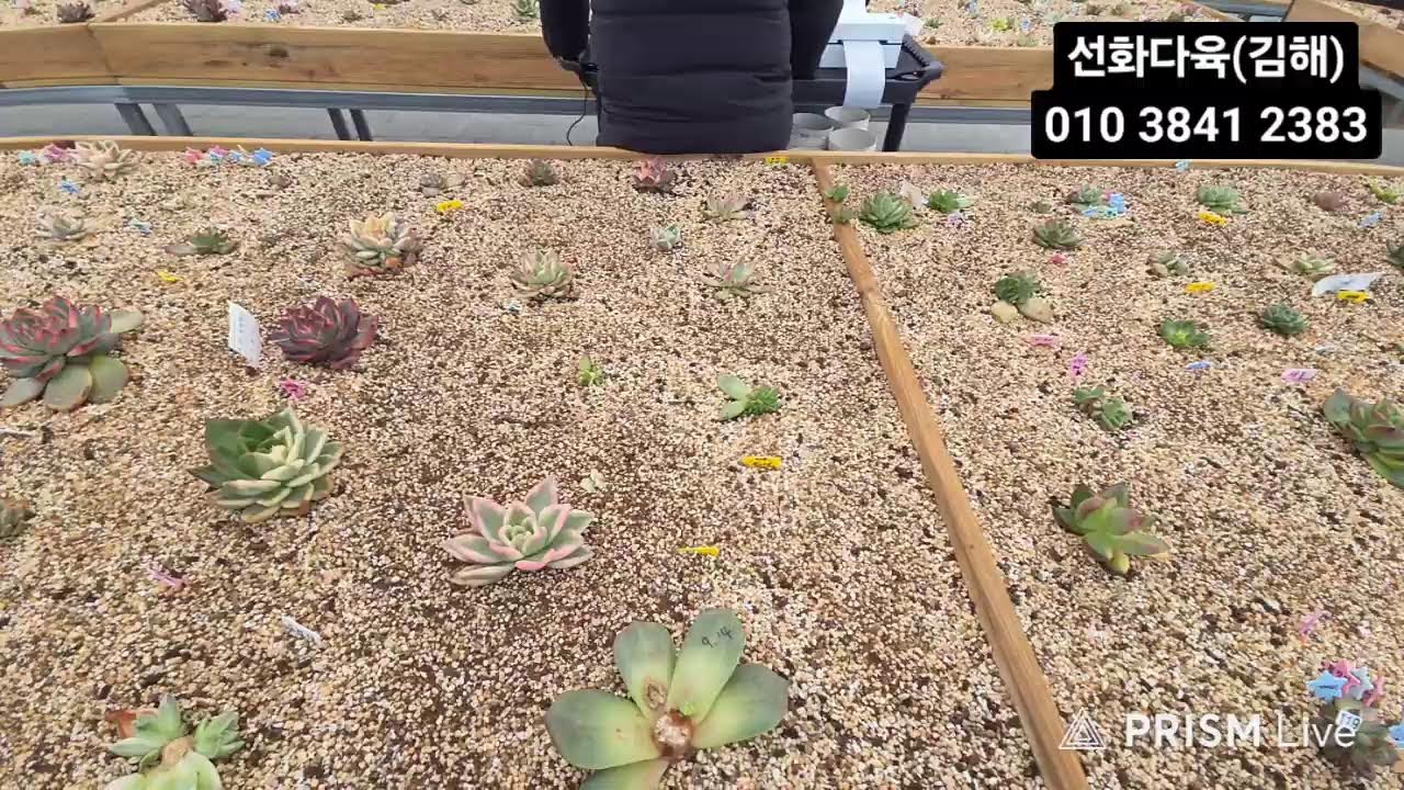 선화다육#푸른언덕 #BTS#넘버원#빅뱅#앙#청개구리##색금#녹금#힐링타임 함께해요 ♡