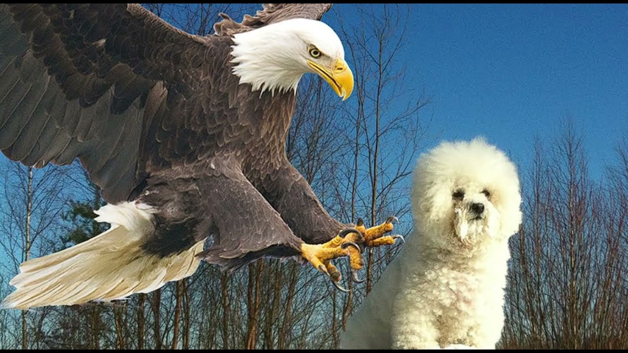 10 Hours of Silence occasionally broken by Eagle