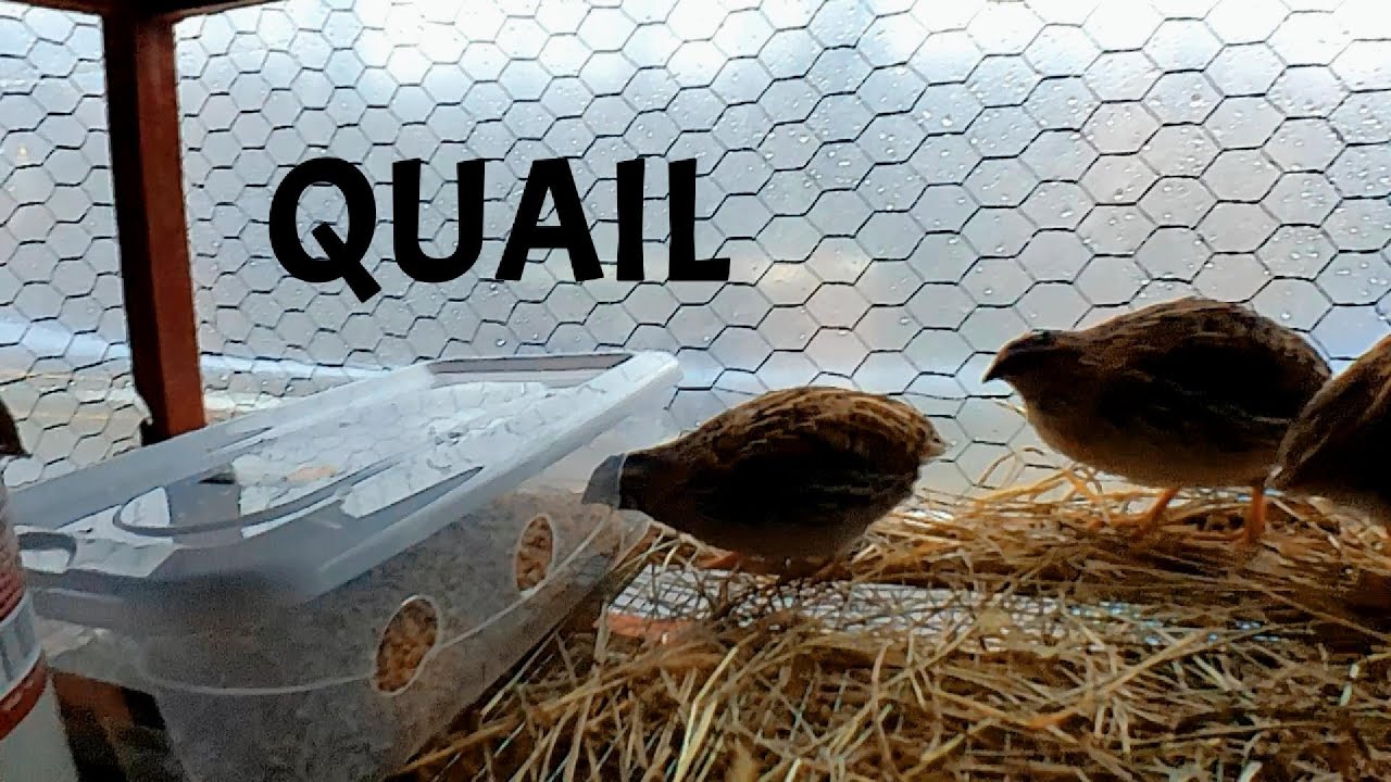 We have got more quail!