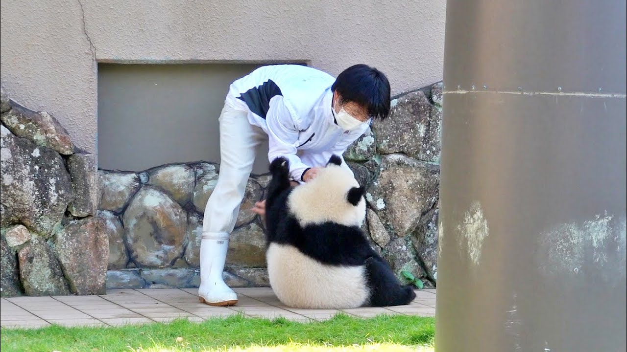 大きなぬいぐるみ🧸パンダの赤ちゃん楓浜🤣大ブレイクのお掃除タイム🎵