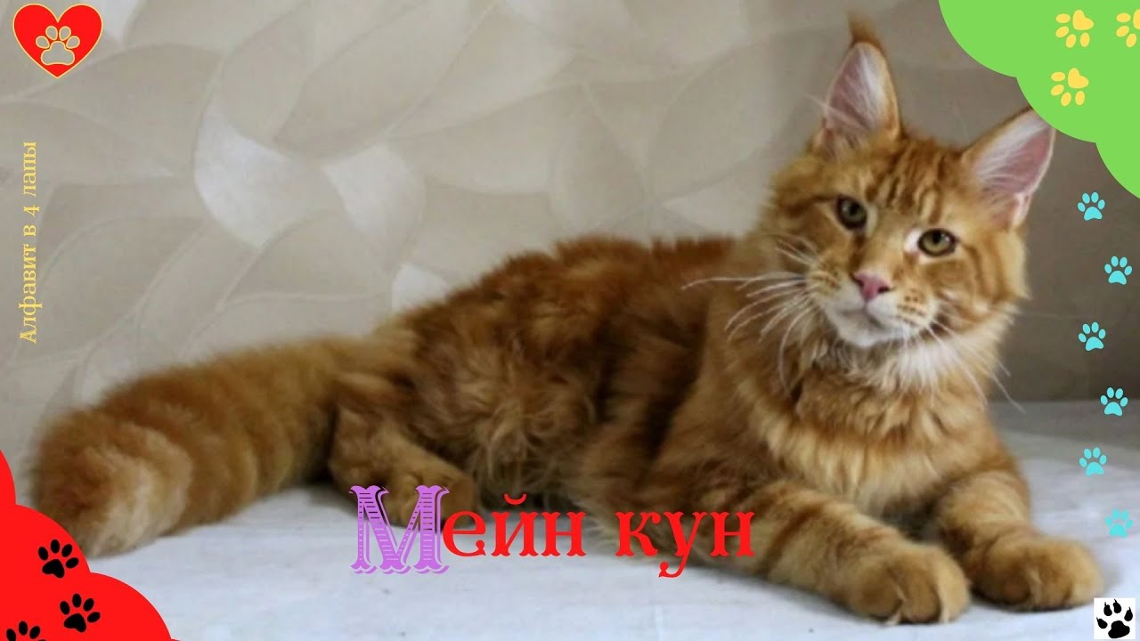 Алфавит в 4 лапы/М: Мейн кун/Самые огромные домашние кошки в мире/История породы/ характер/