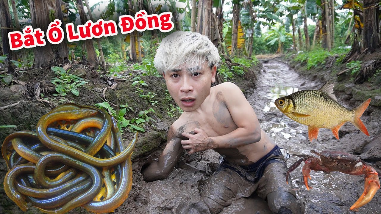 Cáo Ca - Bắt Lươn Đồng Trong Hang Và Mò Cua Bắt Ốc