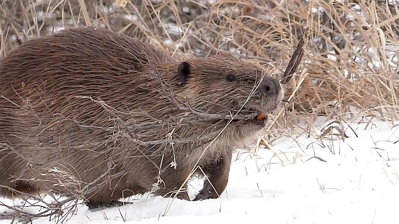 Beaver in Winter