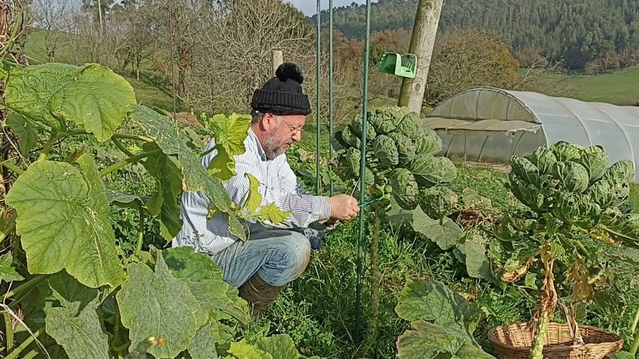 Coles de Bruselas, cosecha, cuidados, cultivo #colesdebruselas