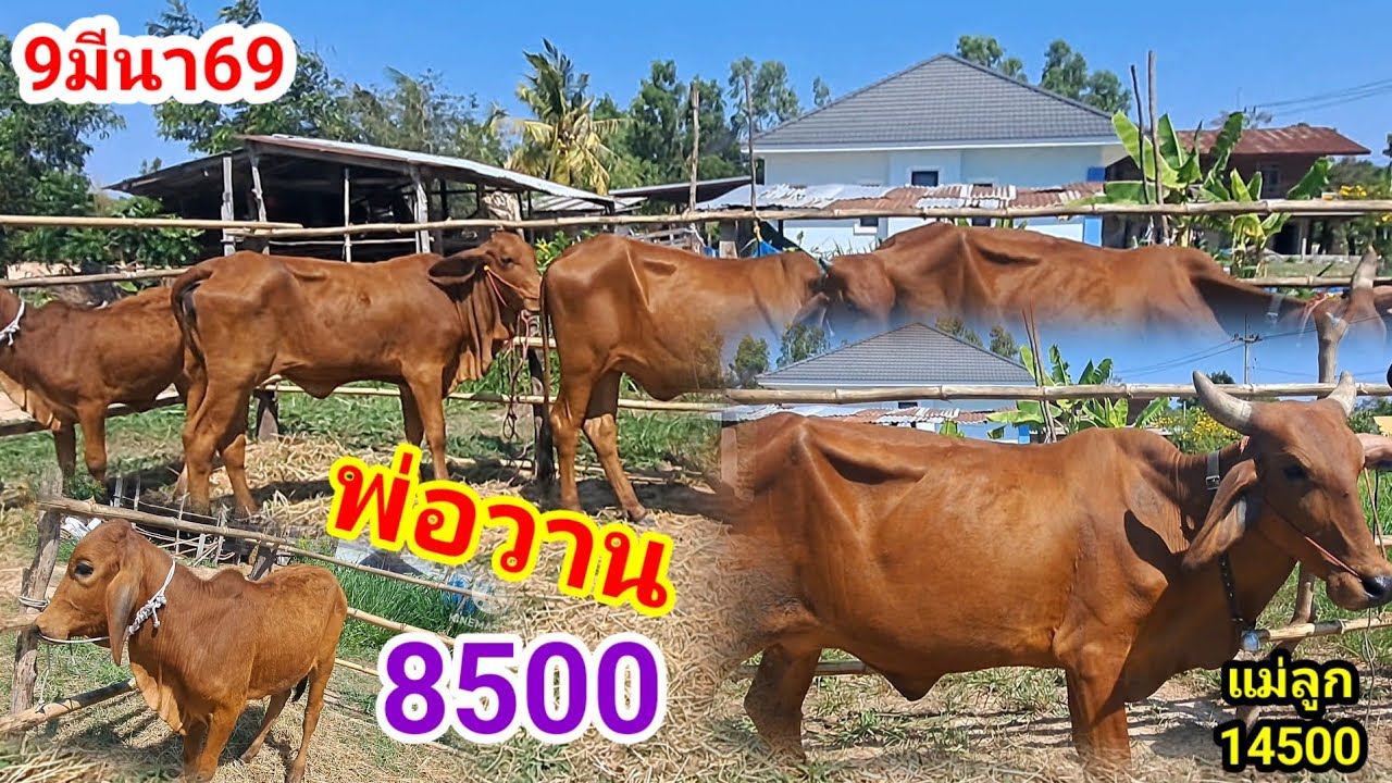 พ่อวาน 064-198-9226 บ.หนองแสง อ.ปทุมราชวงศา จ.อำนาจเจริญ/9มีนา69