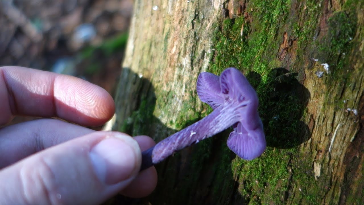 Amethyst deceiver (Laccaria amethystina)