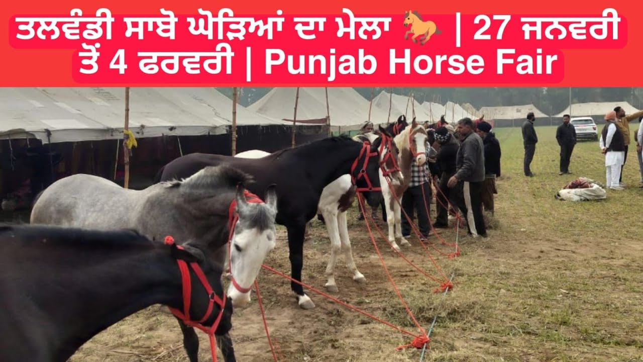 ਤਲਵੰਡੀ ਸਾਬੋ ਘੋੜਿਆਂ ਦਾ ਮੇਲਾ 🐎 | 27 ਜਨਵਰੀ ਤੋਂ 4 ਫਰਵਰੀ | Punjab Horse Fair