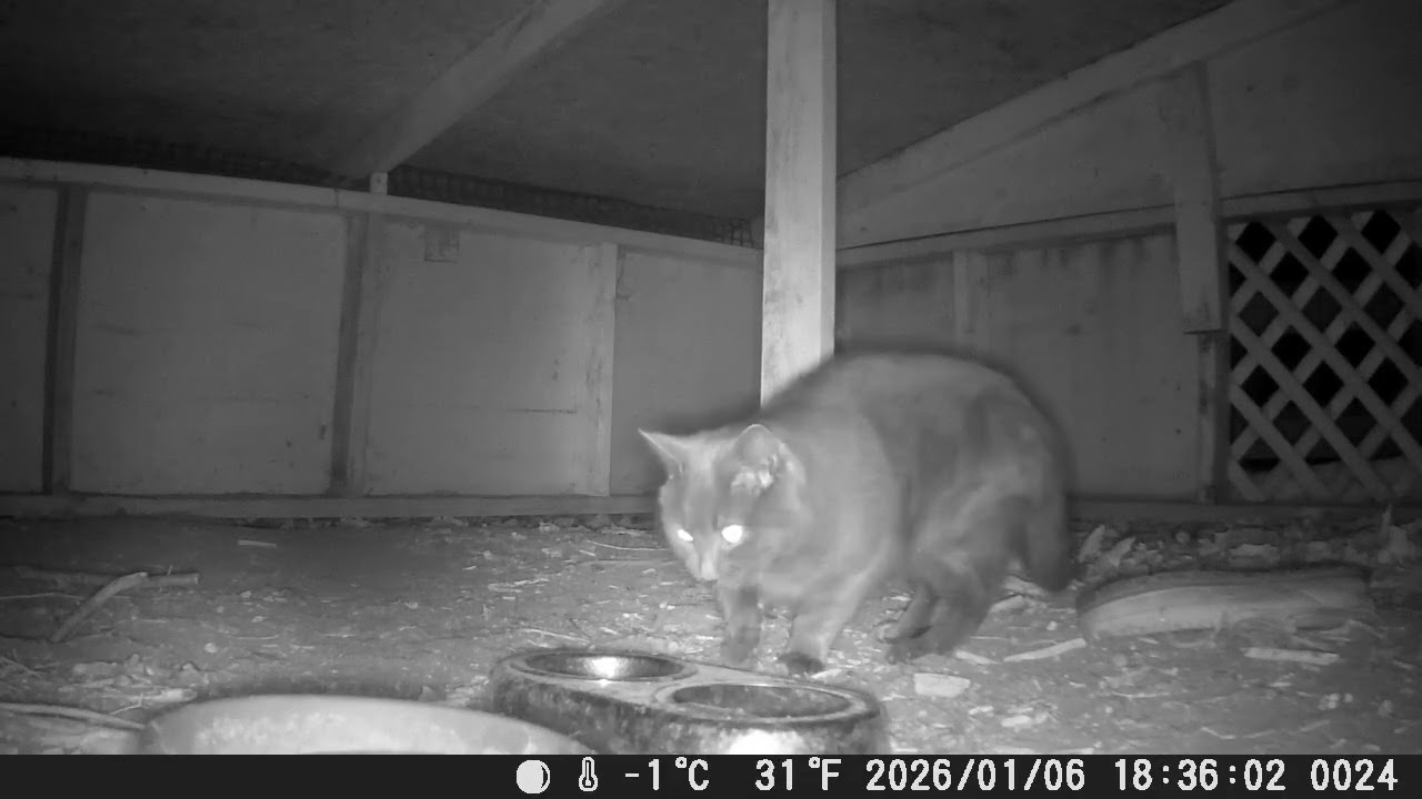 Hut squirrels 1/7/26