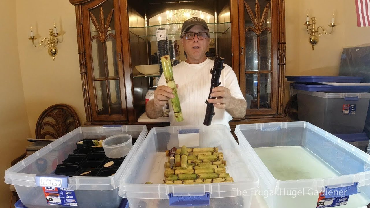 Propagating Sugar Cane, Which Method works best?