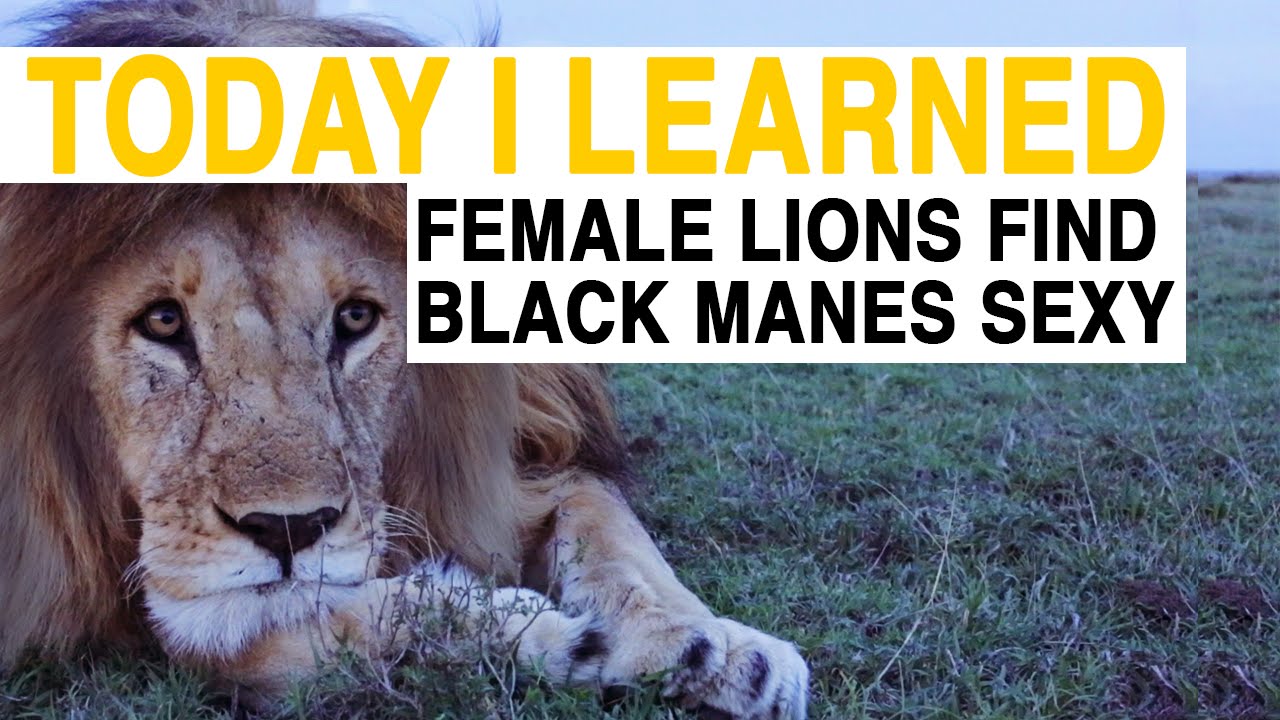 TIL: Female Lions Are Attracted to Black Manes | Today I Learned
