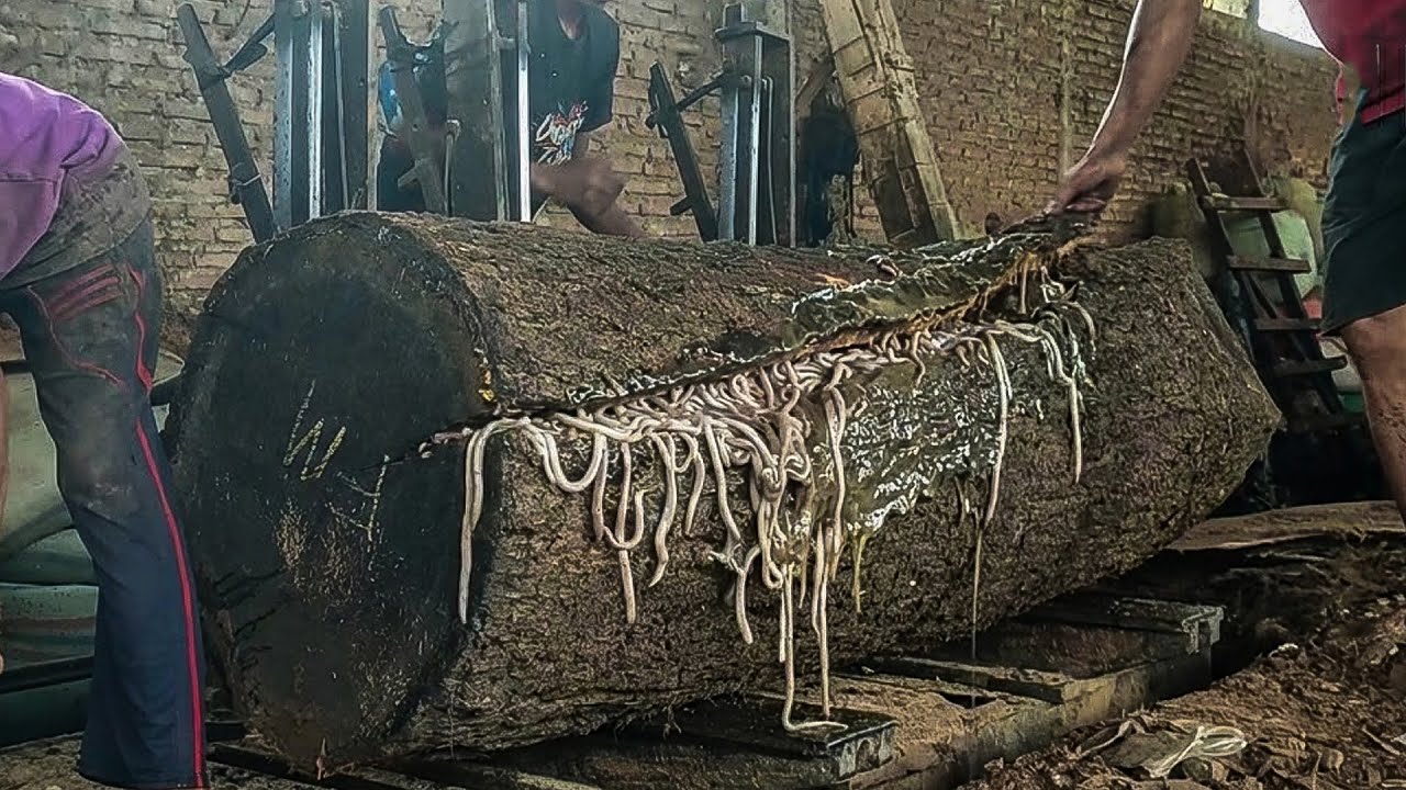 A heartbreaking tragedy during the process of cutting this mysterious rain tree!!