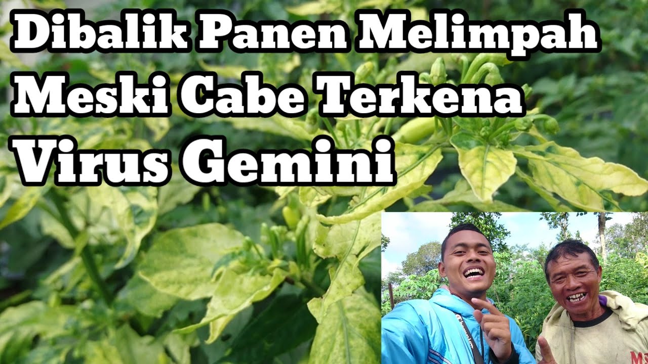 CARA MENGATASI VIRUS GEMINI PADA TANAMAN CABE | CARA MENGATASI PENYAKIT KUNING/BULE PADA CABE