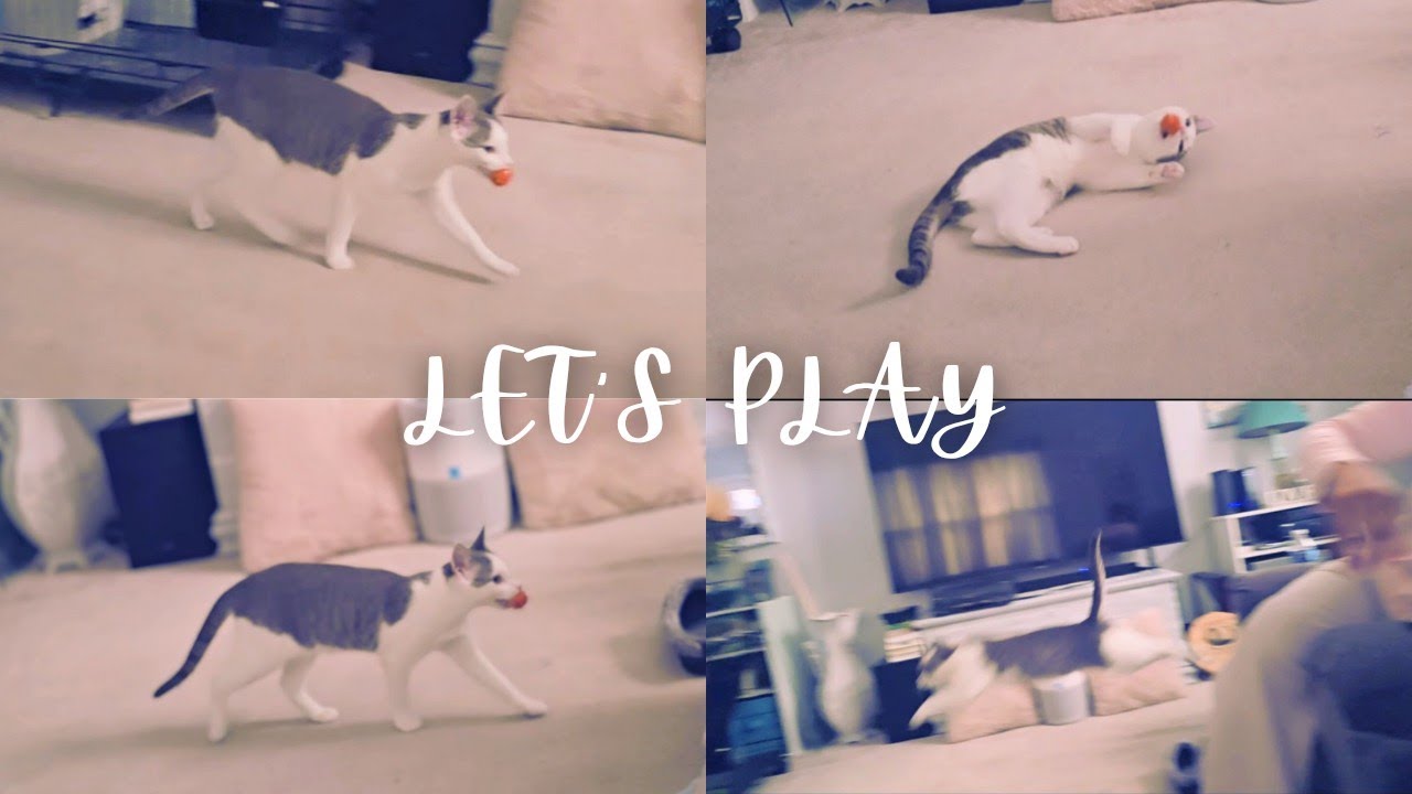 Our Kitten Loves to Play Fetch!