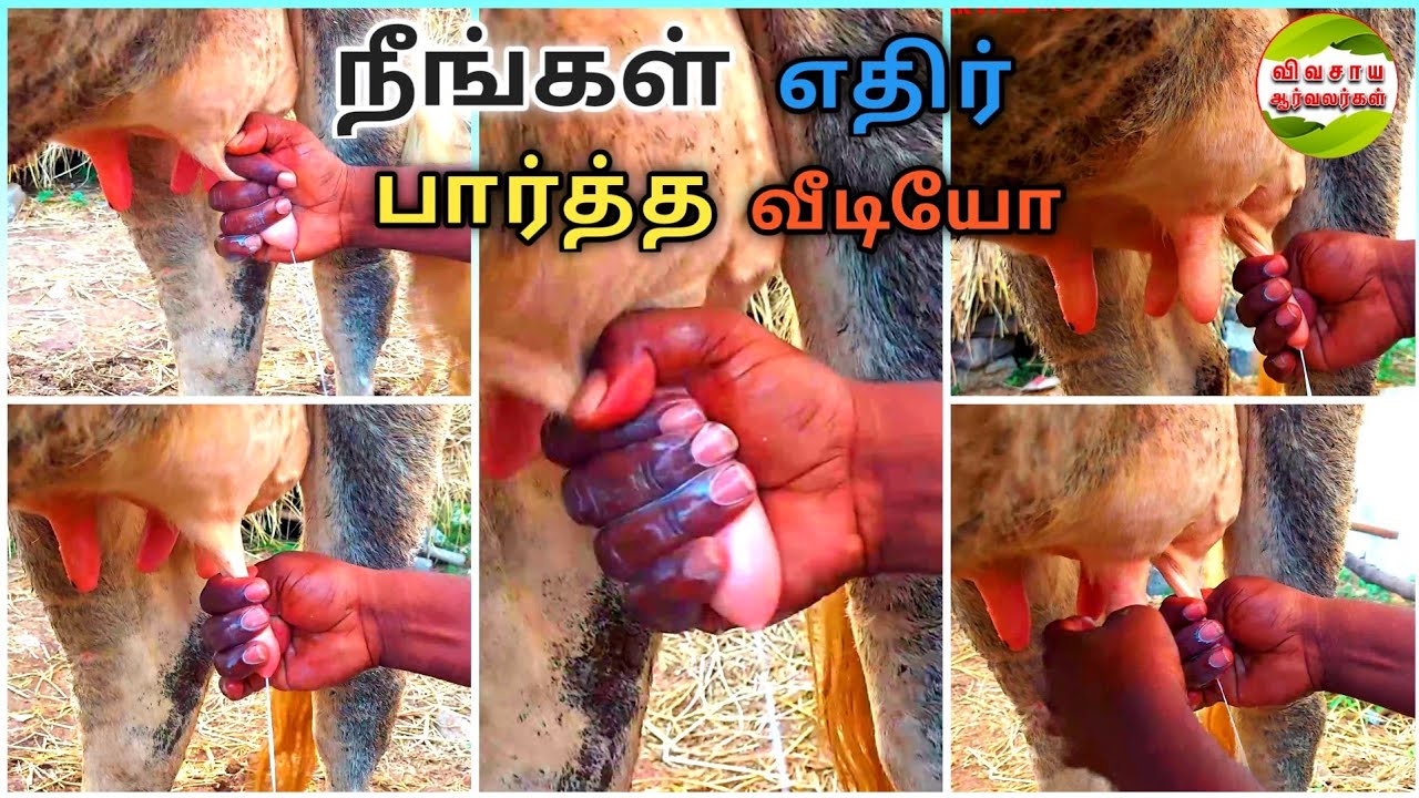 இப்படி எல்லாம் பால் கறக்கலாமா|பால் கறக்கும் முறை #milkingmethods #ideamilkingcow #cowfarm #dairyfarm