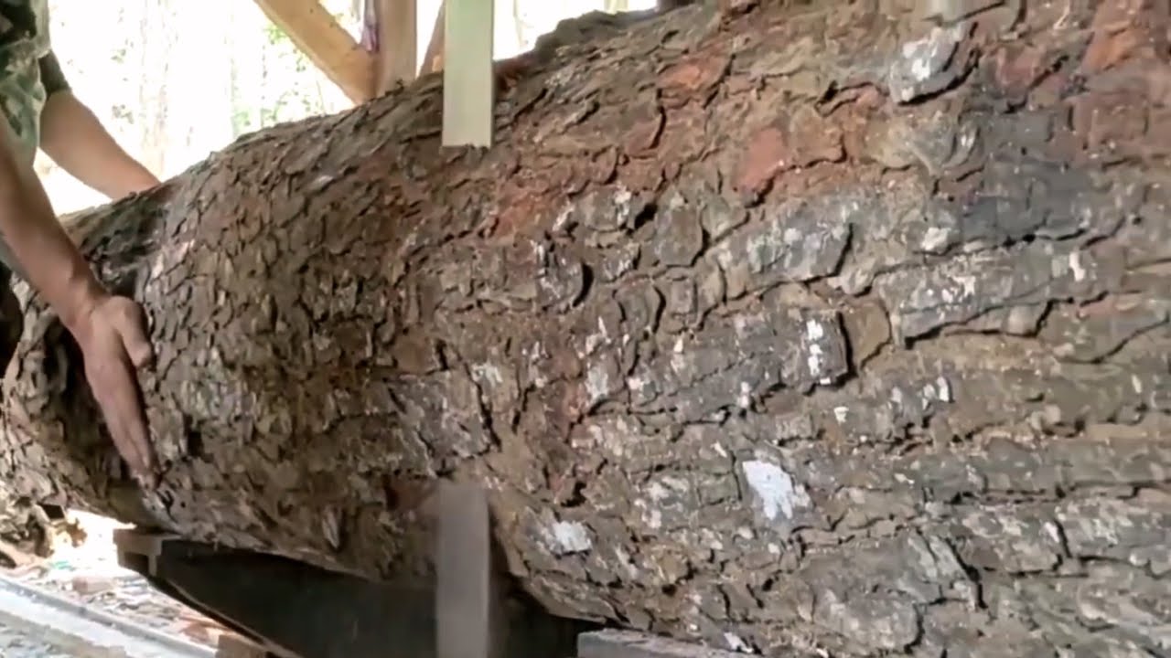 TERRIFYING SNAKE-SCALED WOOD! How powerful is this machine to split a giant mahogany tree? 