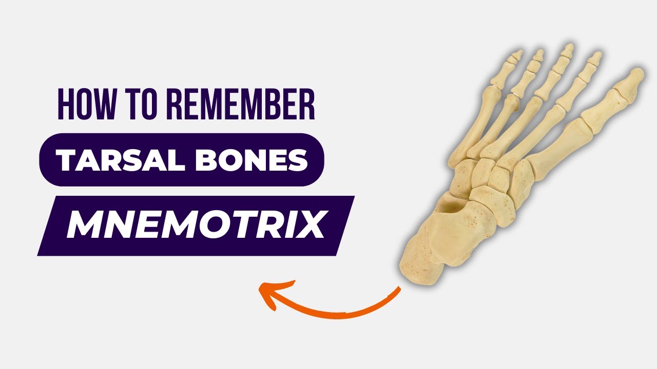 Tarsal Bones | How to Remember Tarsal Bones | Mnemonics | DMA Chennai