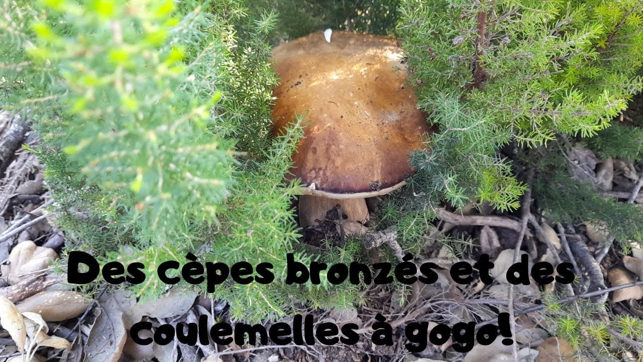 Des cèpes bronzés et des coulemelles à gogo!