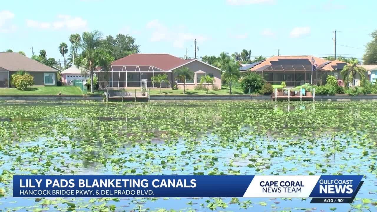 Lily pads blanketing canals in Cape Coral
