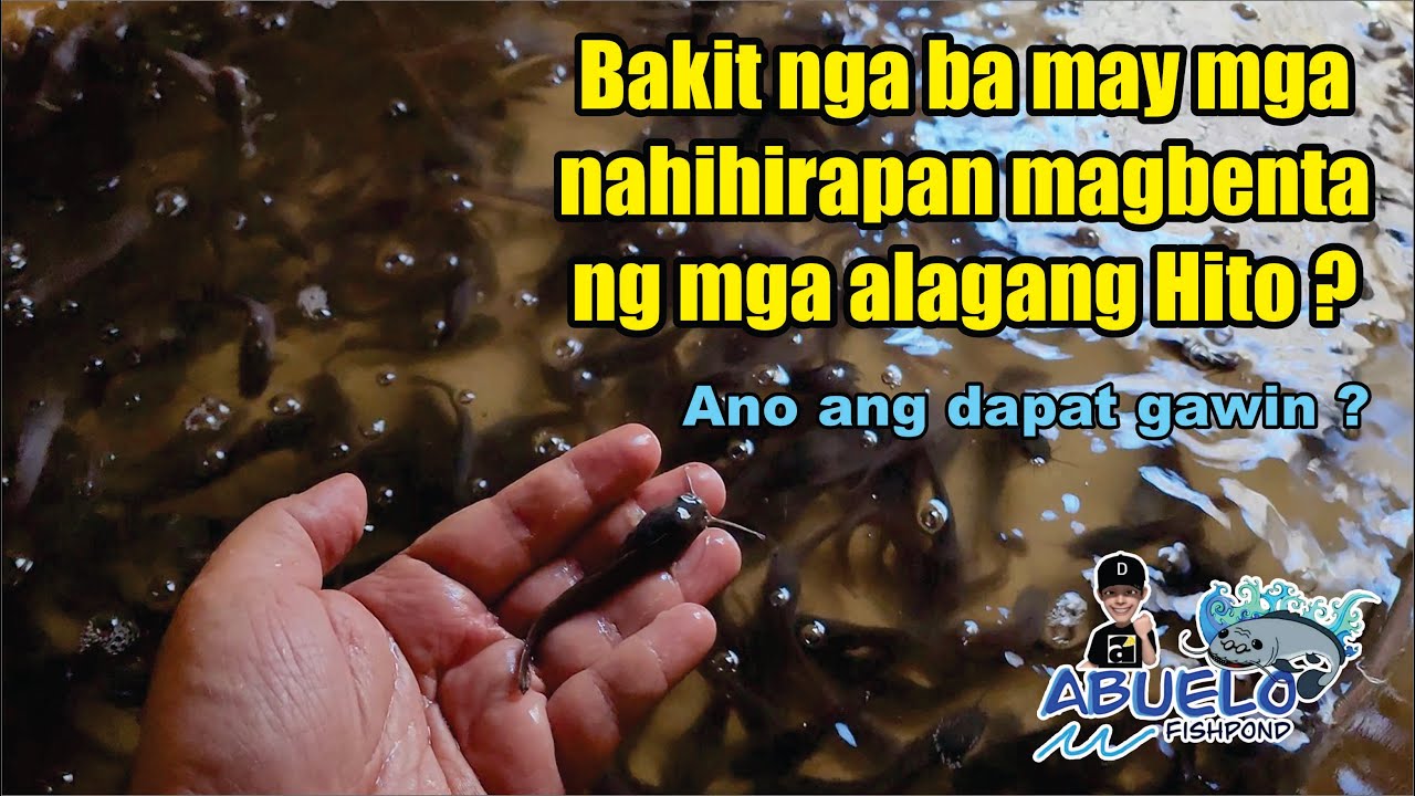 EP. #39 - BAKIT NGA BA MAY MGA HITO GROWERS NA NAHIHIRAPANG MAGBENTA NG KANILANG MGA ALAGANG HITO ?