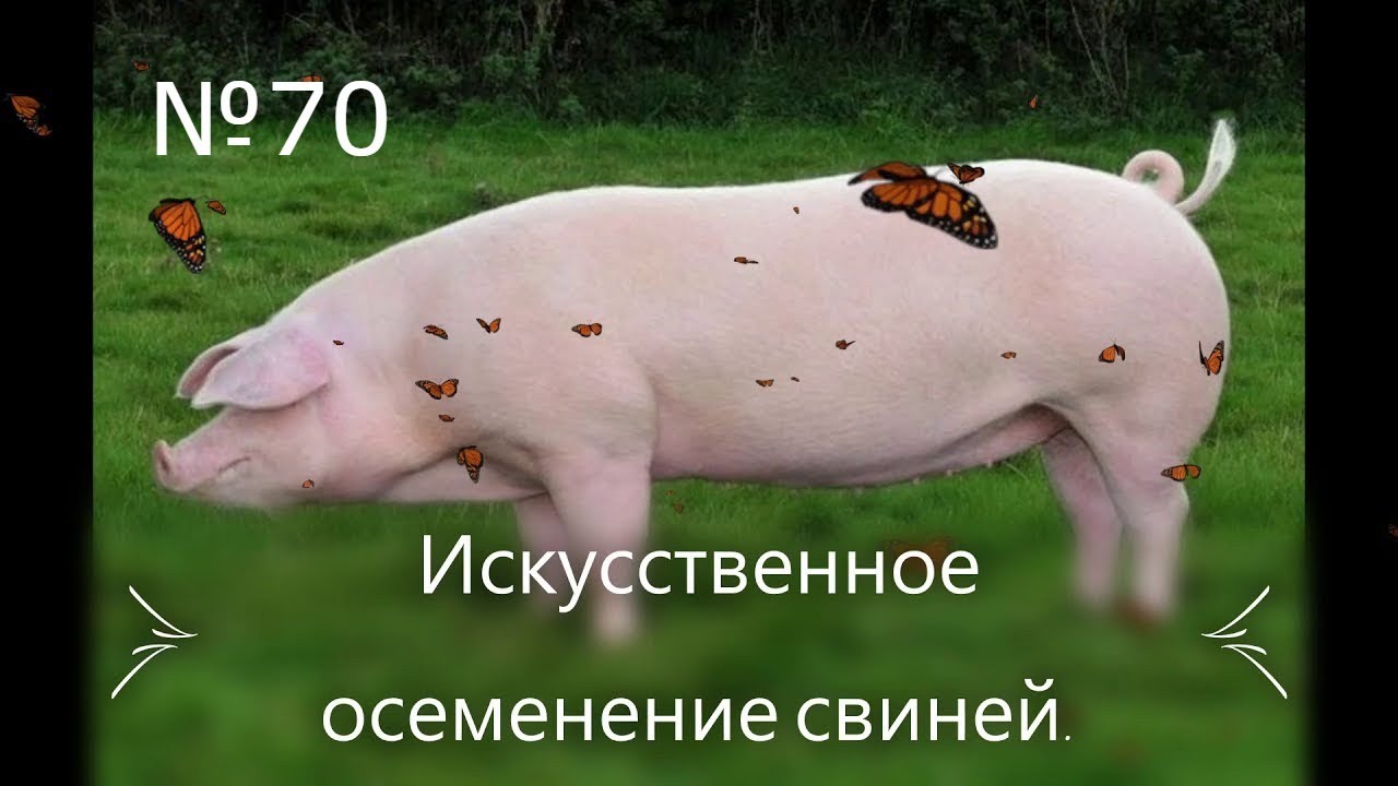 №70 | Планы осеменения свиней.