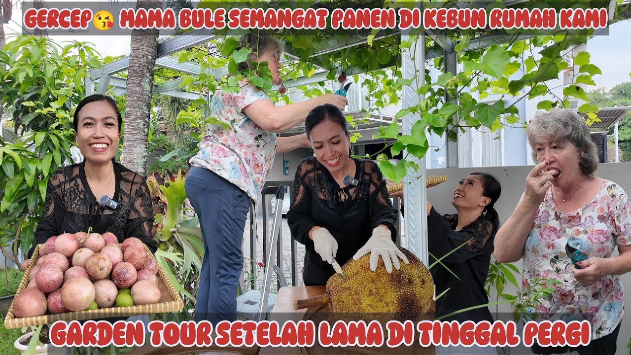 KAGET‼️ TOUR KEBUN KAMI SETELAH DI TINGGAL PERGI LAMA, MAMA BULE LANGSUNG GERCEP & SEMANGAT PANEN
