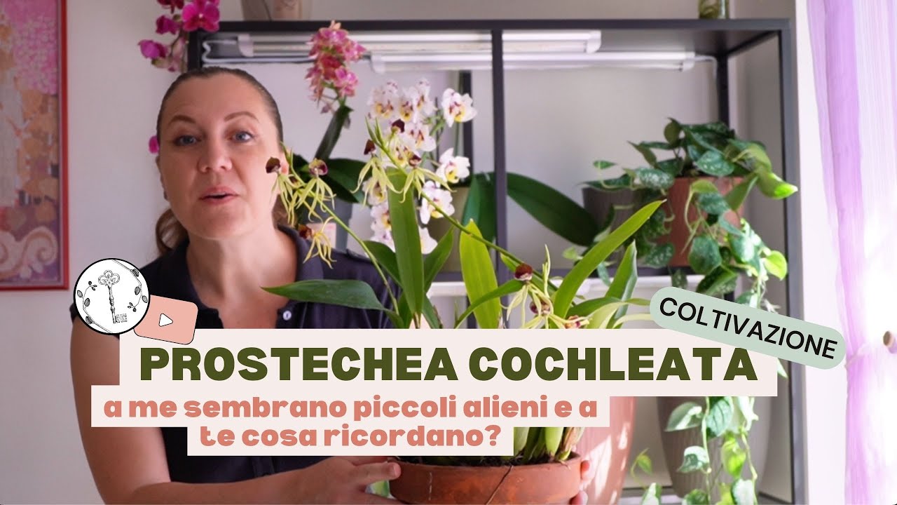 ex Encyclia ora Prosthechea Cochelata  come la curo e la coltivo