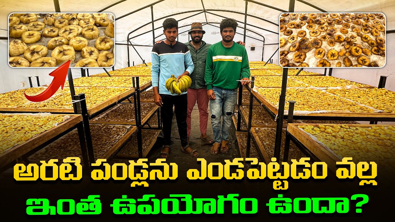 Drying bananas in a solar dryer #dehydrated #banana #solardryer #agribusiness #banana #agrisol