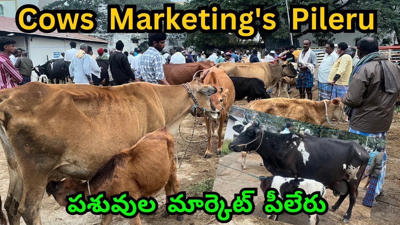 Cow's marketing's pileru || #Lkschanal #​⁠@lksa1506