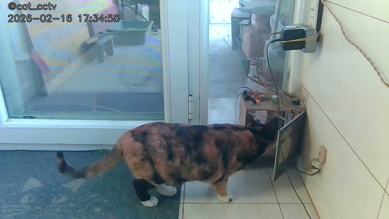 🐱[2026-02-16]Cat Log🐱猫咪日记