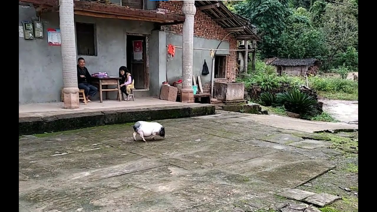 这只猪喜欢跟主人去邻居家串门