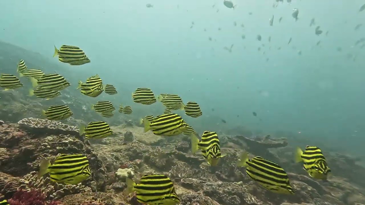 SCUBA diving The Caves, Inner Gneerings, Sunshine Coast